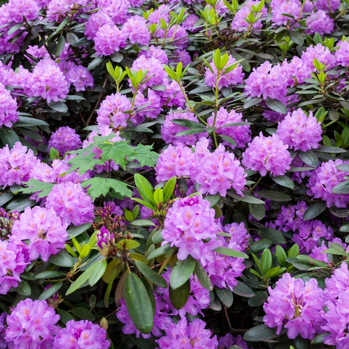 Rhododendron Shrub
