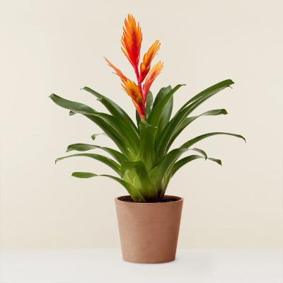 Bromelia