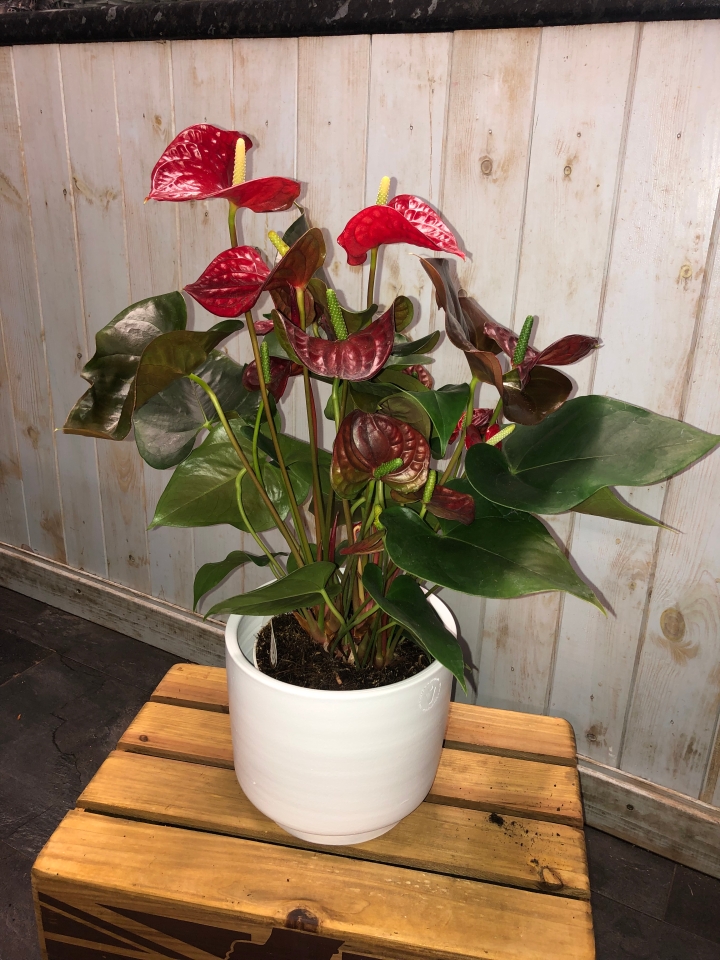 Anthurium Houseplant