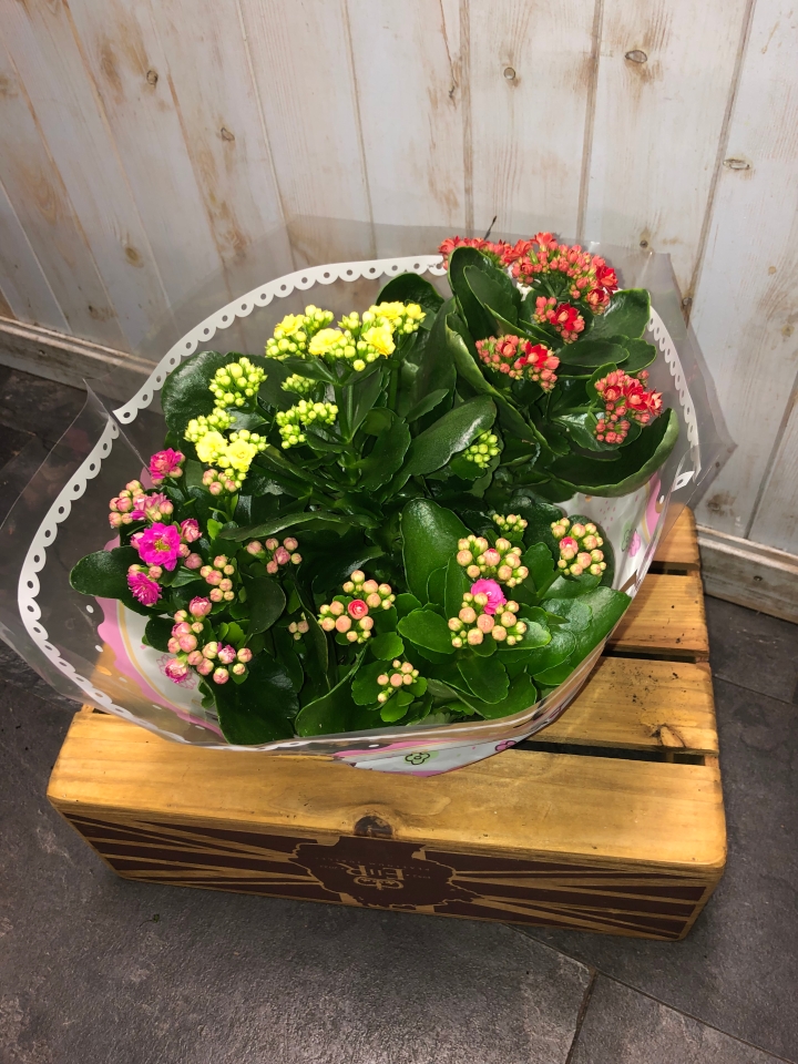 Kalanchoe Bowl