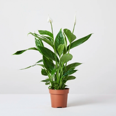 Spathiphyllum